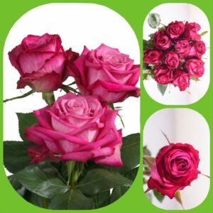 I2I – Premium Big-Head Roses