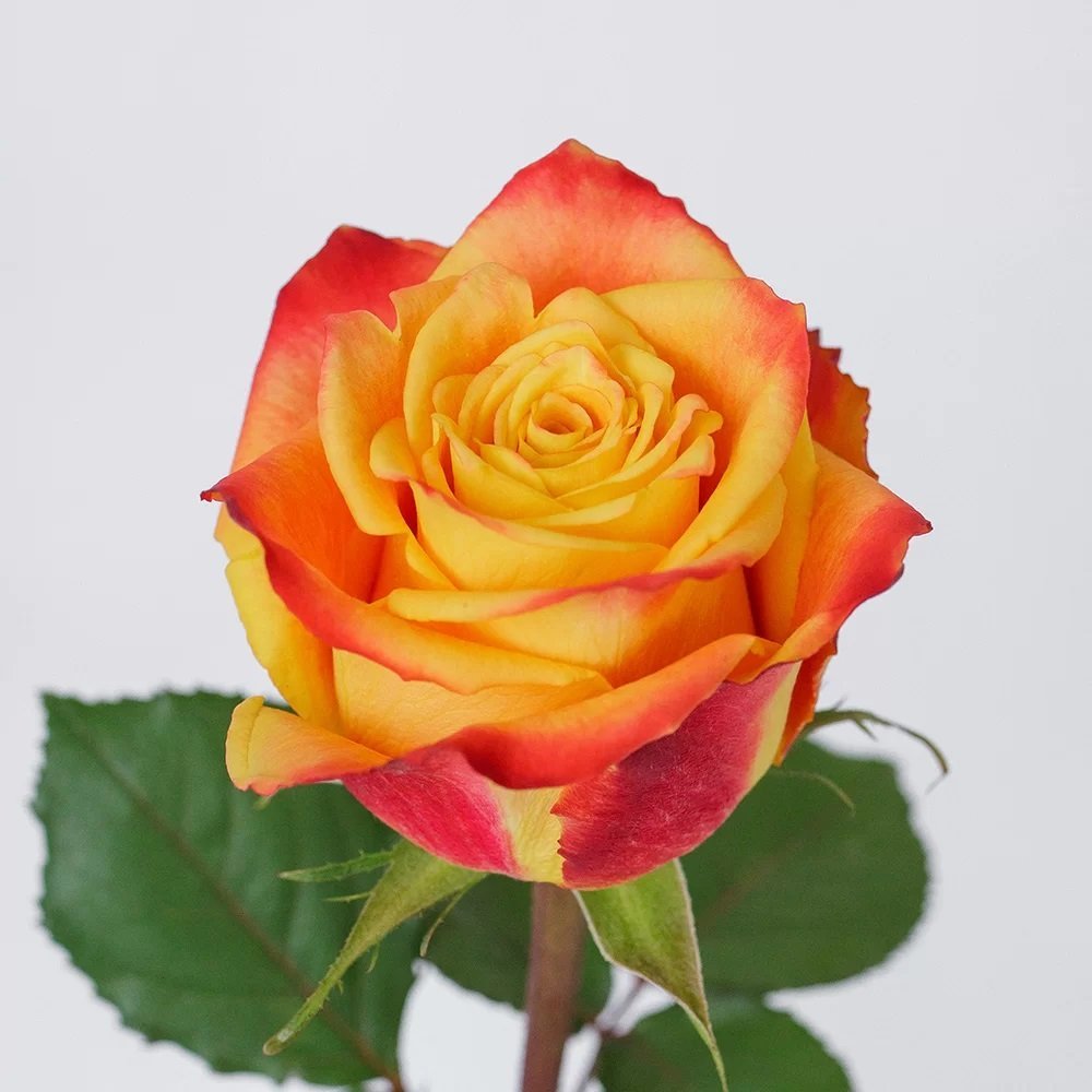 Silantoi – Premium Big-Head Roses - Image 3