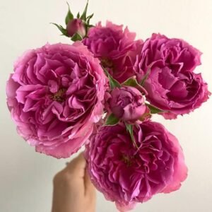 Princess Meiko – Japanese Garden & Scented Spray Roses