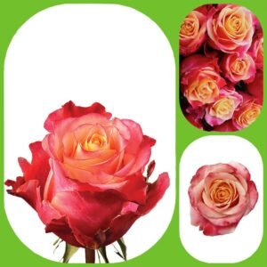 3D – Premium Big-Head Roses