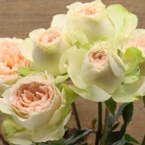 Pavlova – Garden & Scented Spray Roses