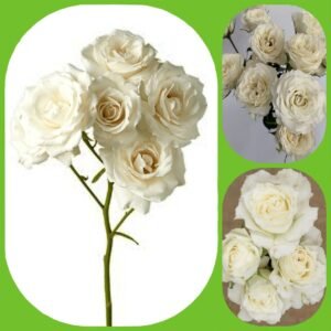 4 Good White – Garden & Scented Spray Roses