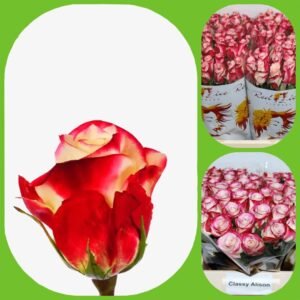 Alison – Premium Big-Head Roses