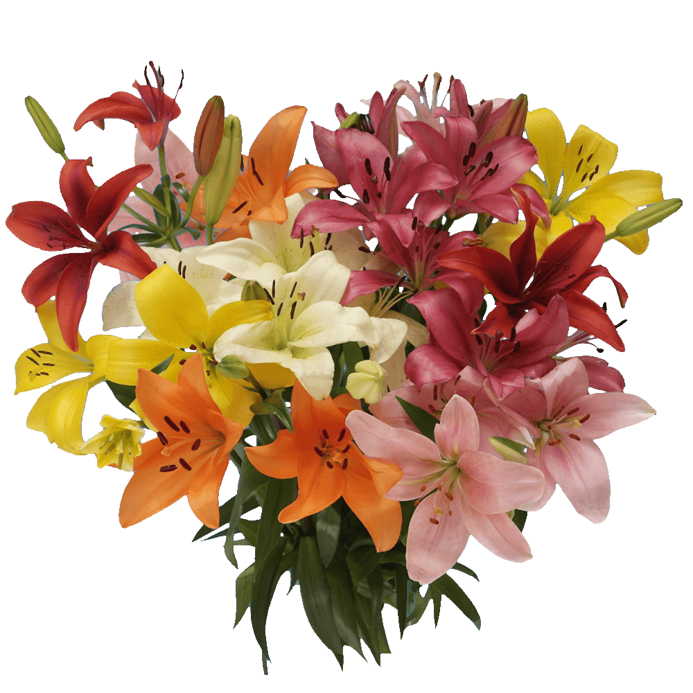 Mix Asiatic Lilies - Image 2