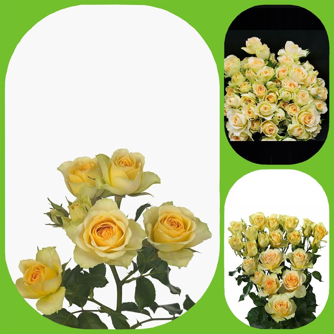 Bandolero – Premium Spray Roses