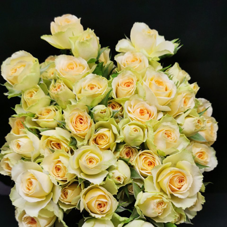 Bandolero – Premium Spray Roses - Image 2