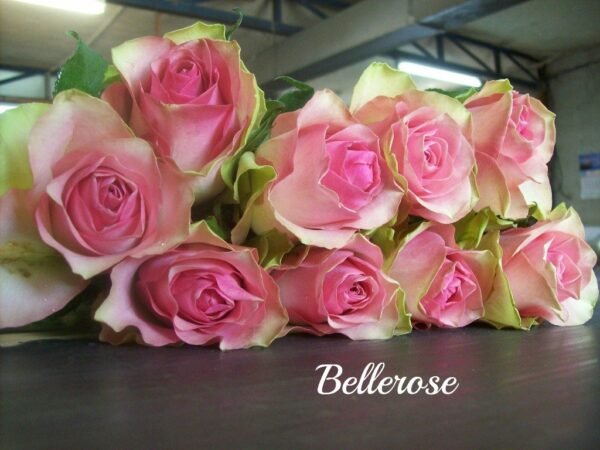 Belle Rose – Premium Big-Head Roses - Image 2