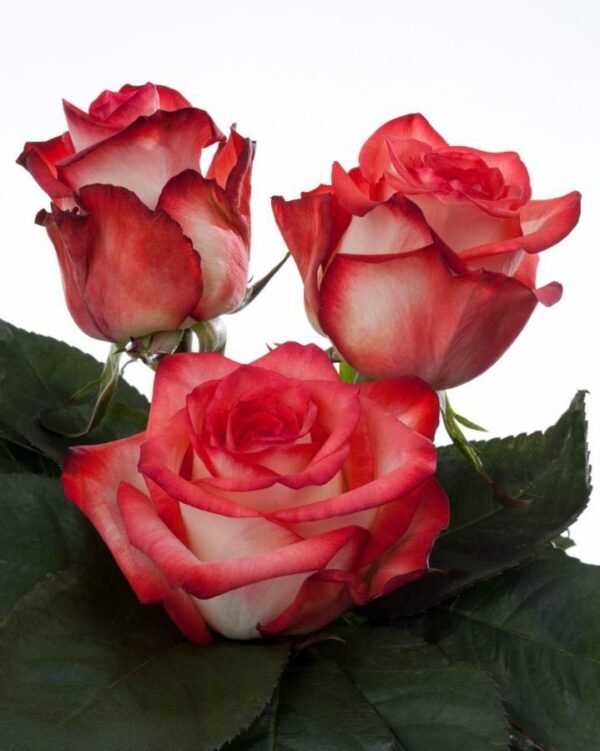 BLUSH – Premium Big-Head Roses - Image 3