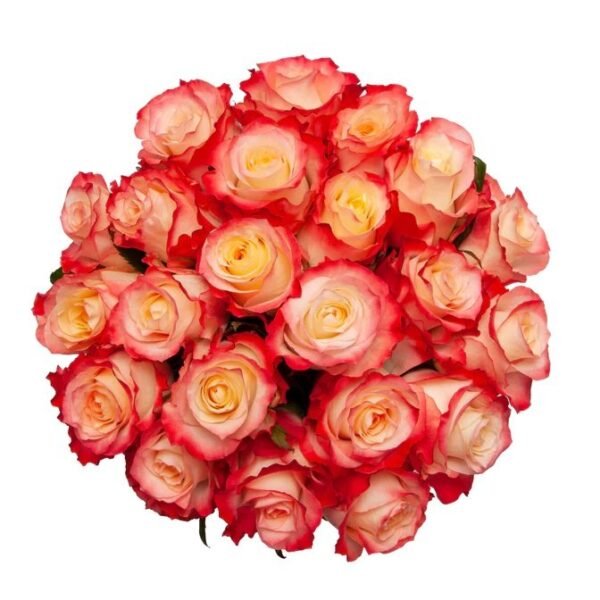 Cabaret – Premium Big-Head Roses - Image 6