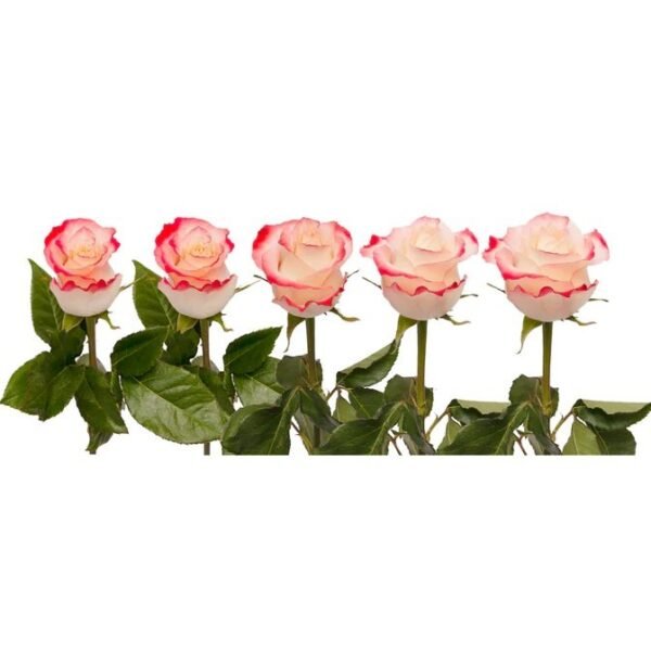 Cabaret – Premium Big-Head Roses - Image 2