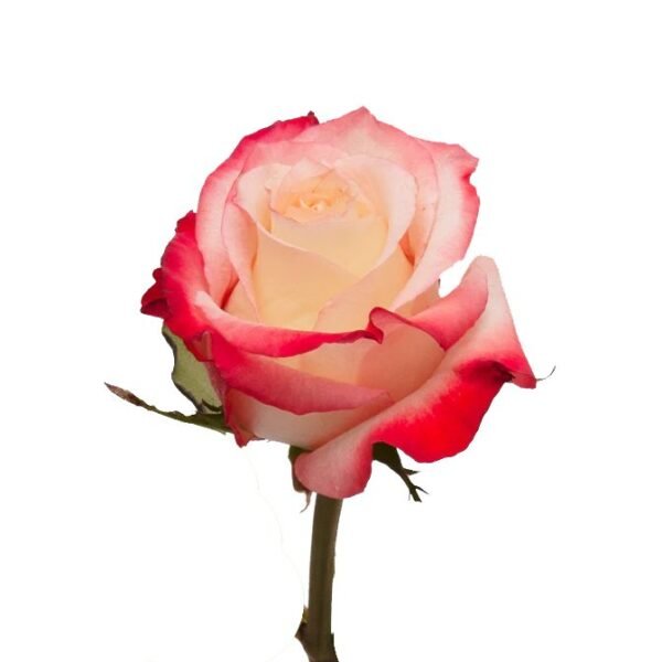 Cabaret – Premium Big-Head Roses - Image 7
