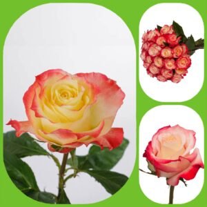 Cabaret – Premium Big-Head Roses
