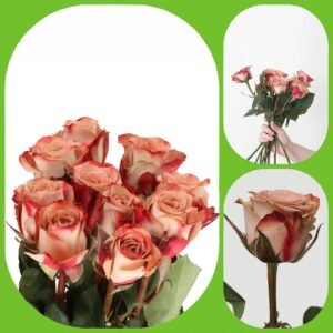 Cappuccino – Premium Big-Head Roses