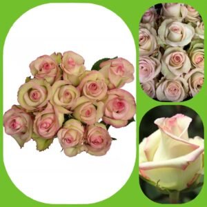 Cezanne – Premium Big-Head Roses