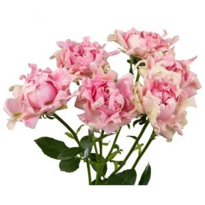 #Chakra – Hashtags Garden & Scented Spray Roses