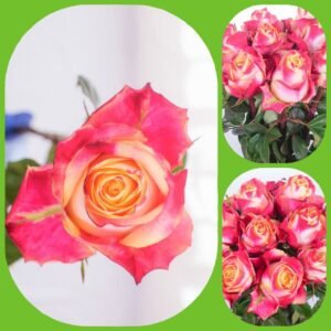 Chapeau – Premium Big-Head Roses