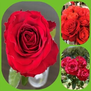 Chilly Paper – Premium Big-Head Roses
