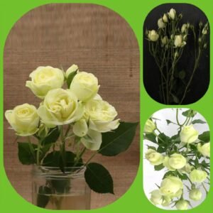 Creamy Eden – Garden & Scented Spray Roses