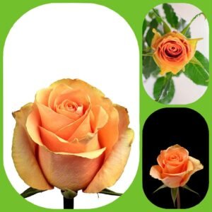 Cuena – Premium Big-Head Roses
