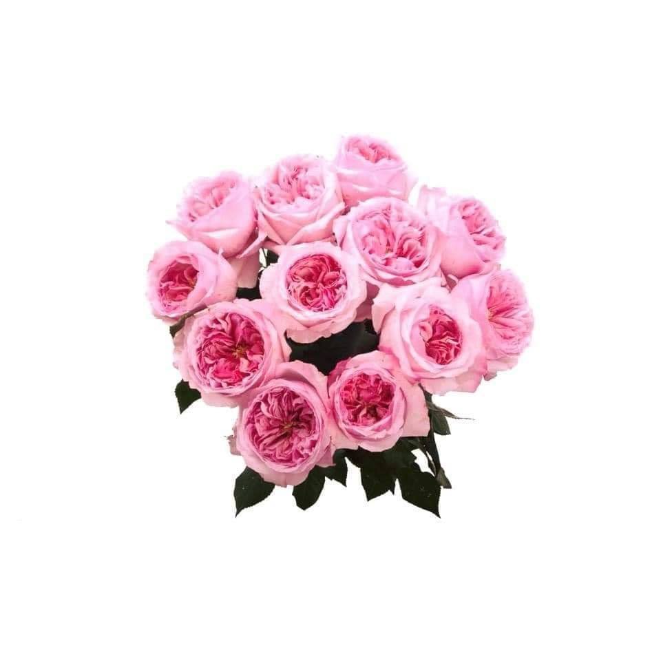 Carey – David Austin Roses - Image 2