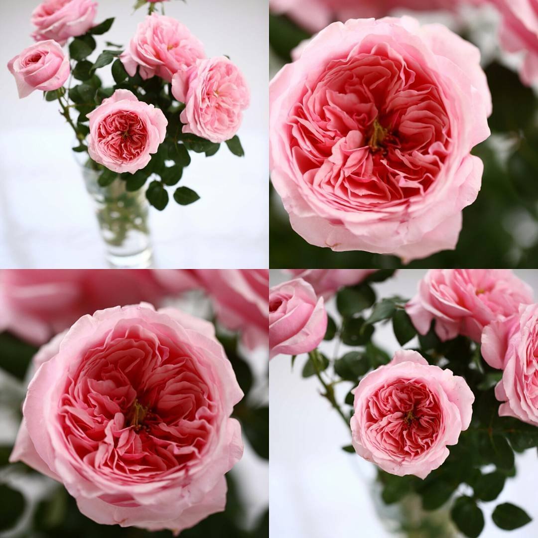 Carey – David Austin Roses - Image 3