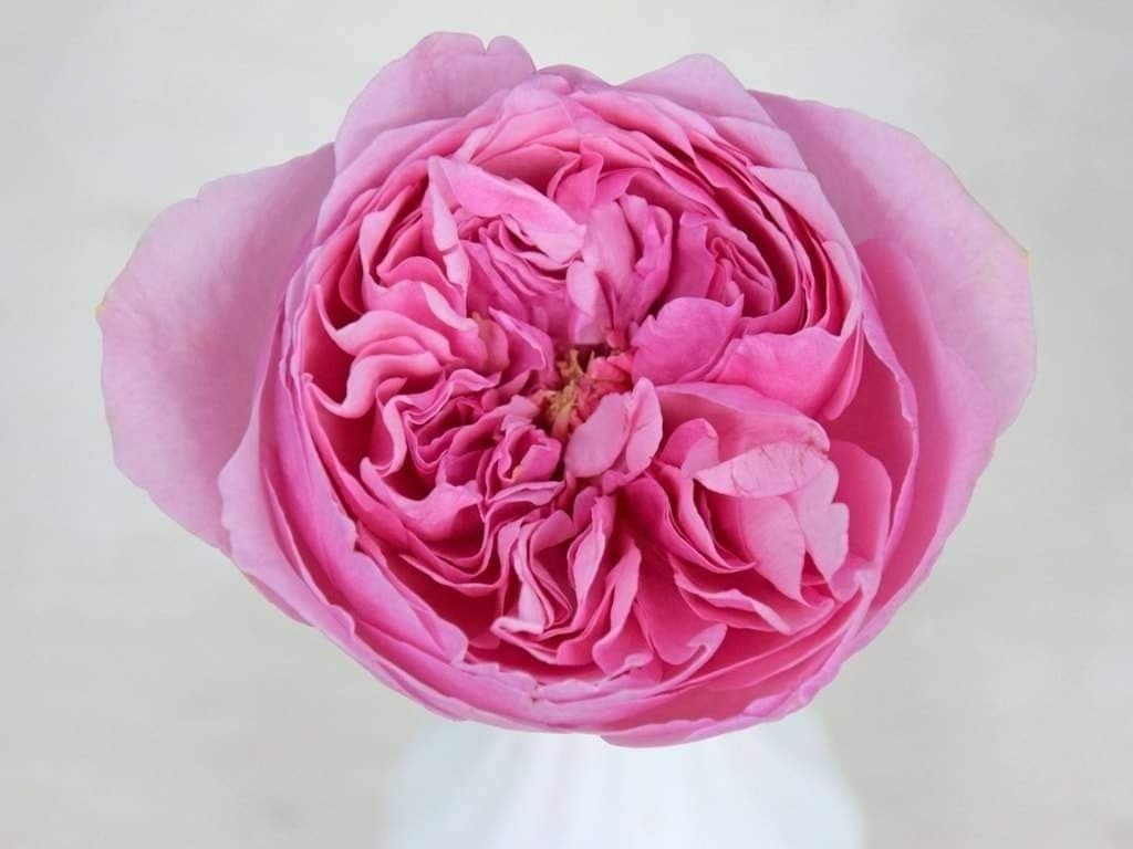 Carey – David Austin Roses - Image 4