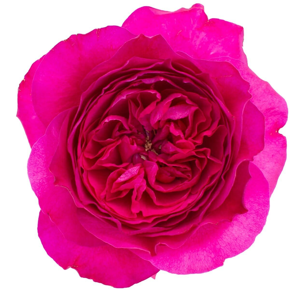 Capability – David Austin Roses - Image 4