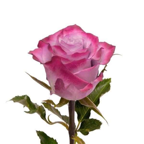 Deep Purple – Premium Big-Head Roses - Image 2