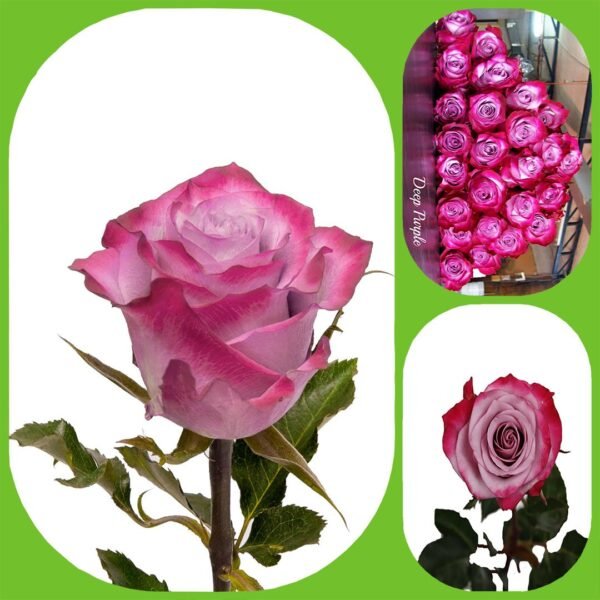Deep Purple – Premium Big-Head Roses