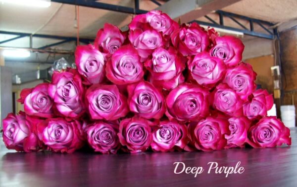 Deep Purple – Premium Big-Head Roses - Image 8