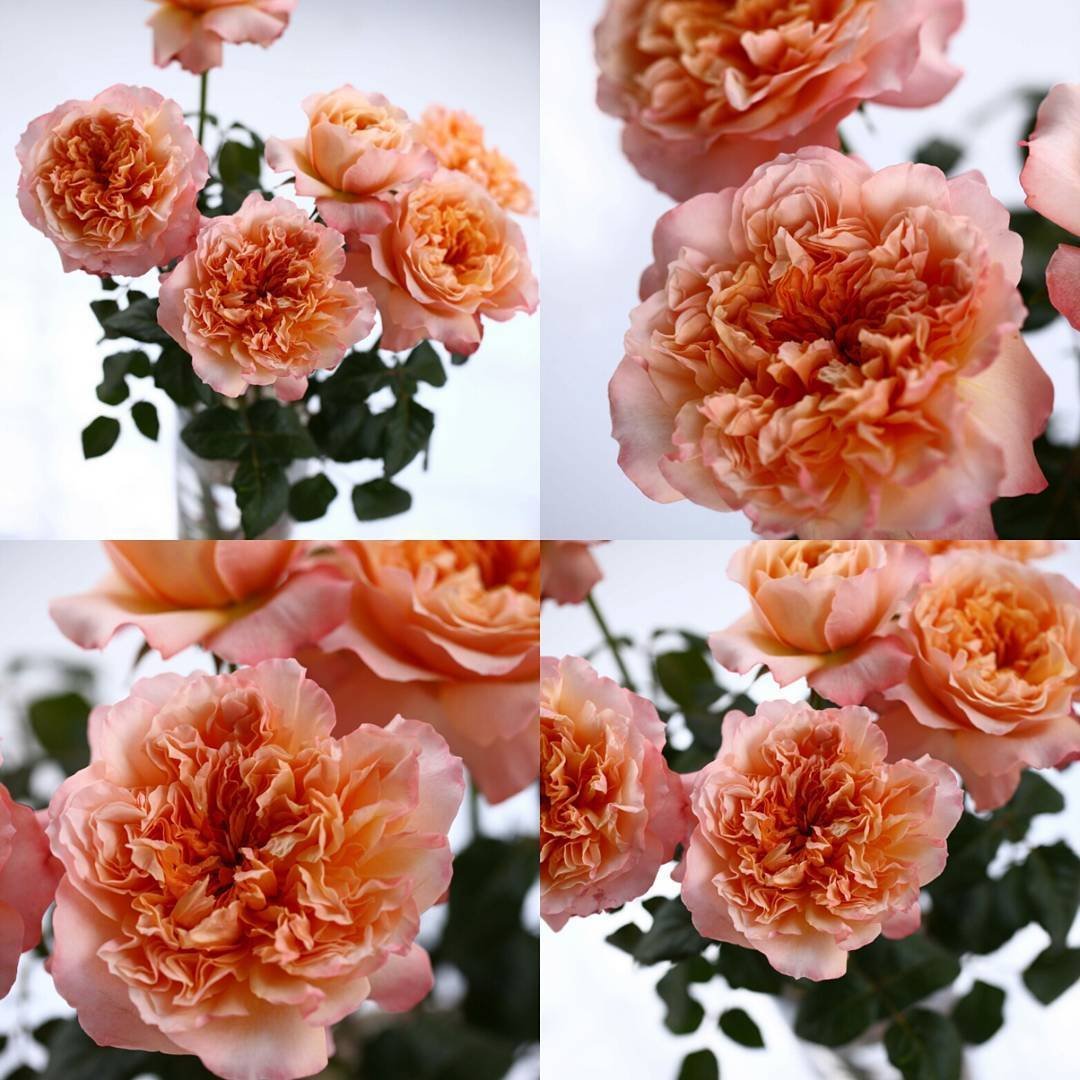 Edith – David Austin Roses - Image 2