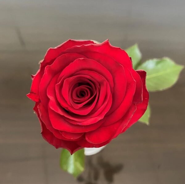 Ever Red – Premium Big-Head Roses - Image 6
