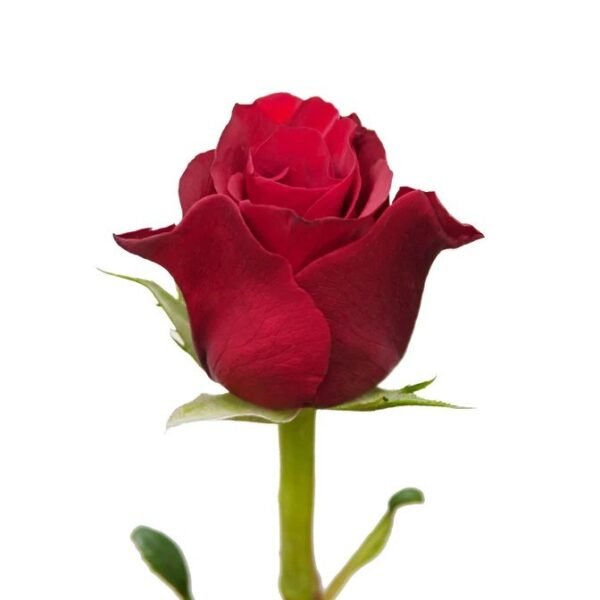 Ever Red – Premium Big-Head Roses - Image 3