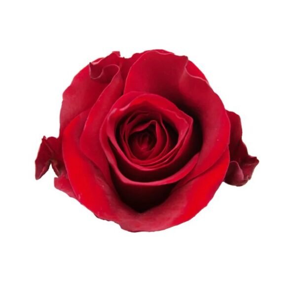 Ever Red – Premium Big-Head Roses - Image 5