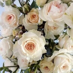 Exclusive Sensation – Garden & Scented Spray Roses