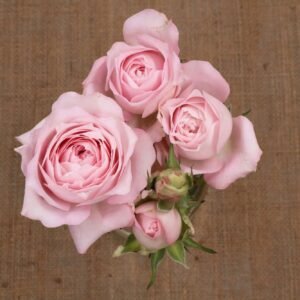 Fairy Kiss Pink – Garden & Scented Spray Roses