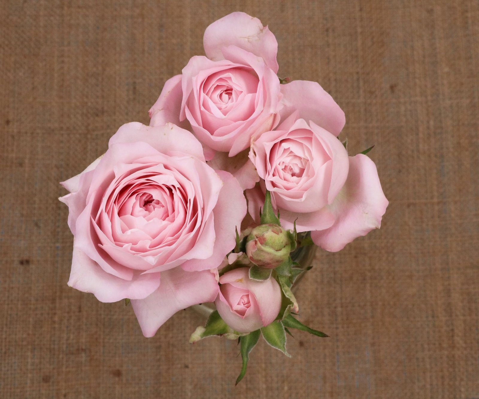 Fairy Kiss Pink – Garden & Scented Spray Roses