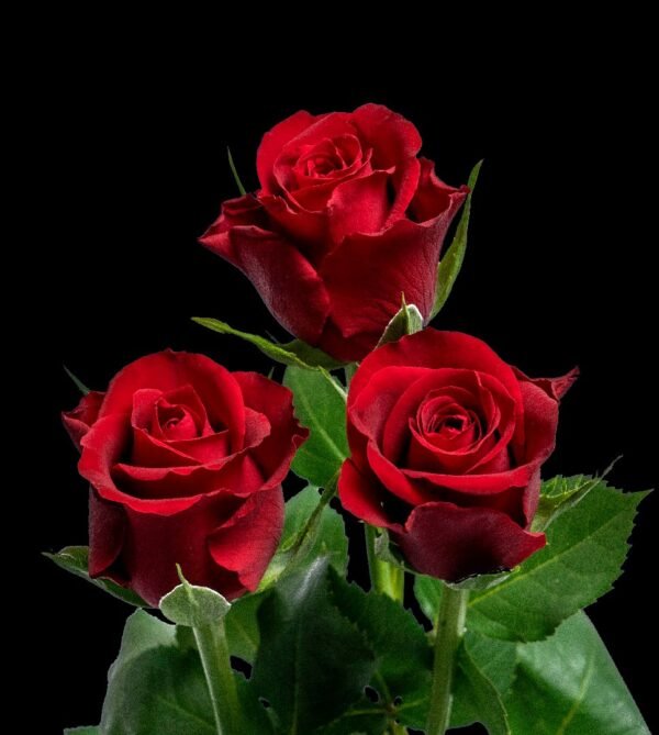 Furiosa – Intermediate Roses - Image 3