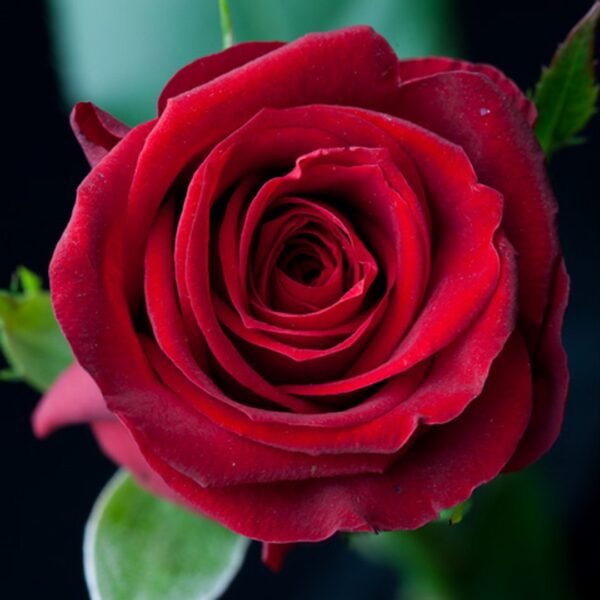 Furiosa – Intermediate Roses - Image 2