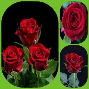 Furiosa – Intermediate Roses
