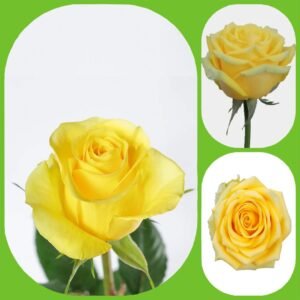 High and Exotic – Premium Big-Head Roses