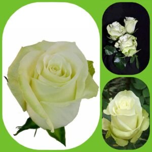 High and Peace – Premium Big-Head Roses
