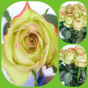 Hypnose – Premium Big-Head Roses