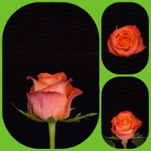 Julischka – Intermediate Roses