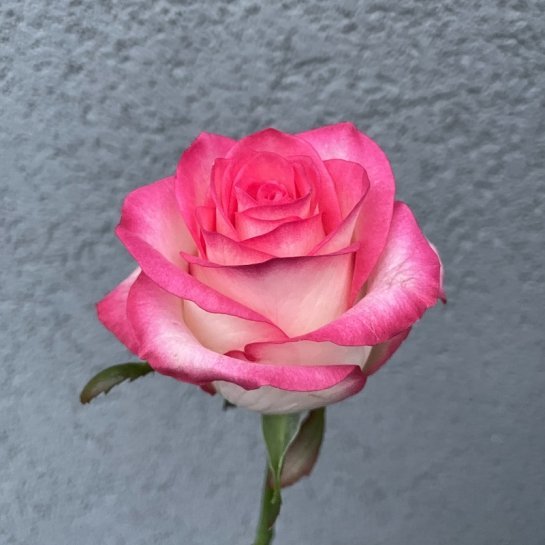 Jumilia – Premium Big-Head Roses - Image 2