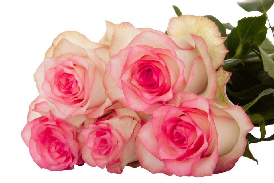 Jumilia – Premium Big-Head Roses - Image 3