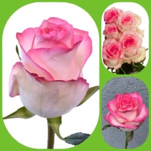 Jumilia – Premium Big-Head Roses