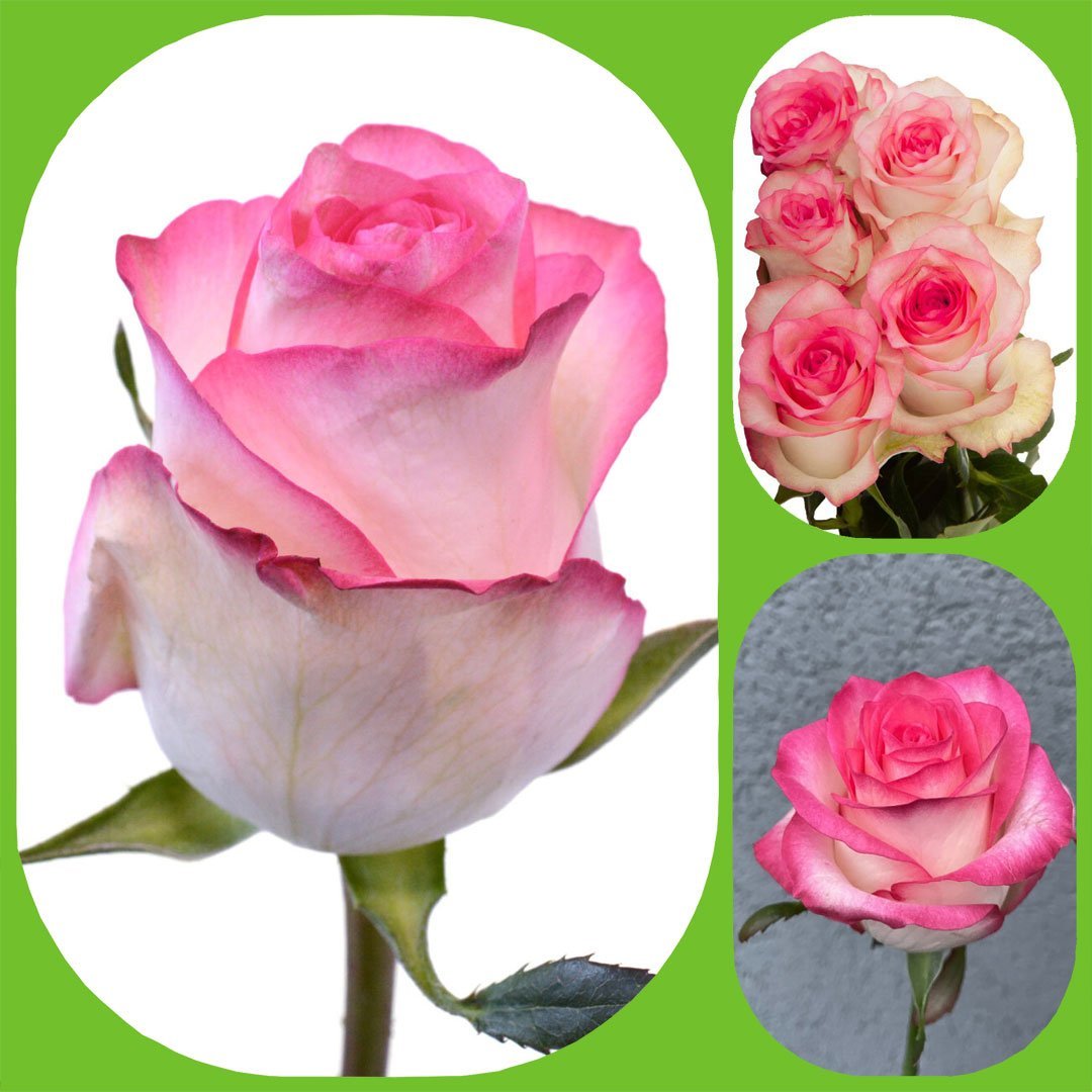 Jumilia – Premium Big-Head Roses