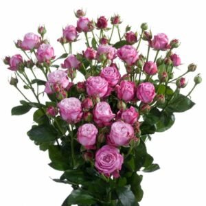 Lady Bombastic – Garden & Scented Spray Roses