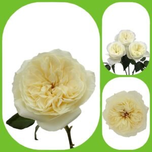 Leonora – David Austin Roses